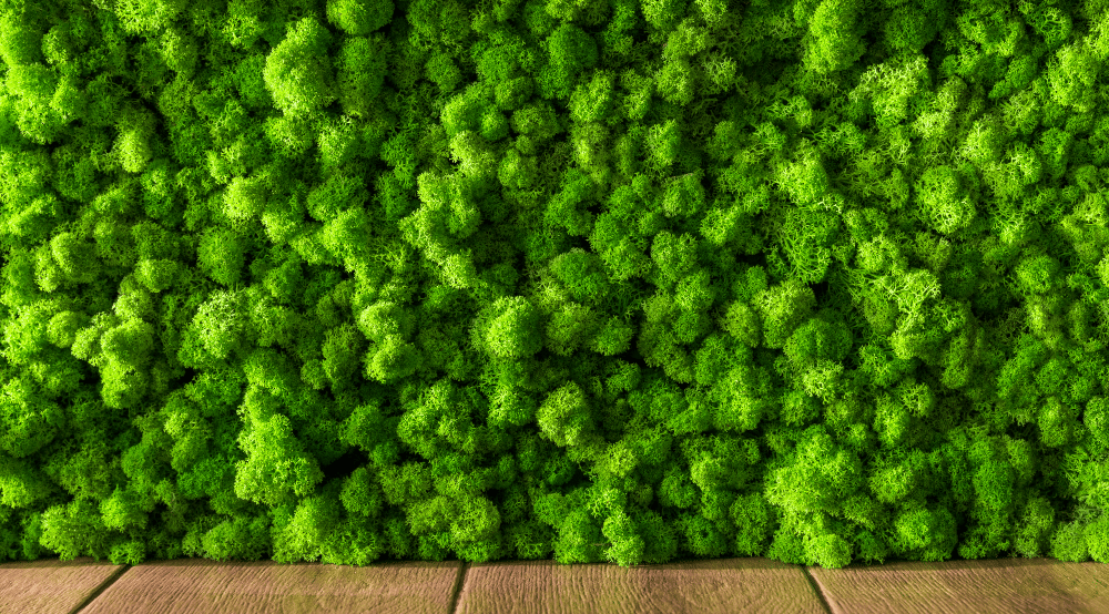 Biophilic Office Design: The Science and Benefits – Knight Frank (UK)